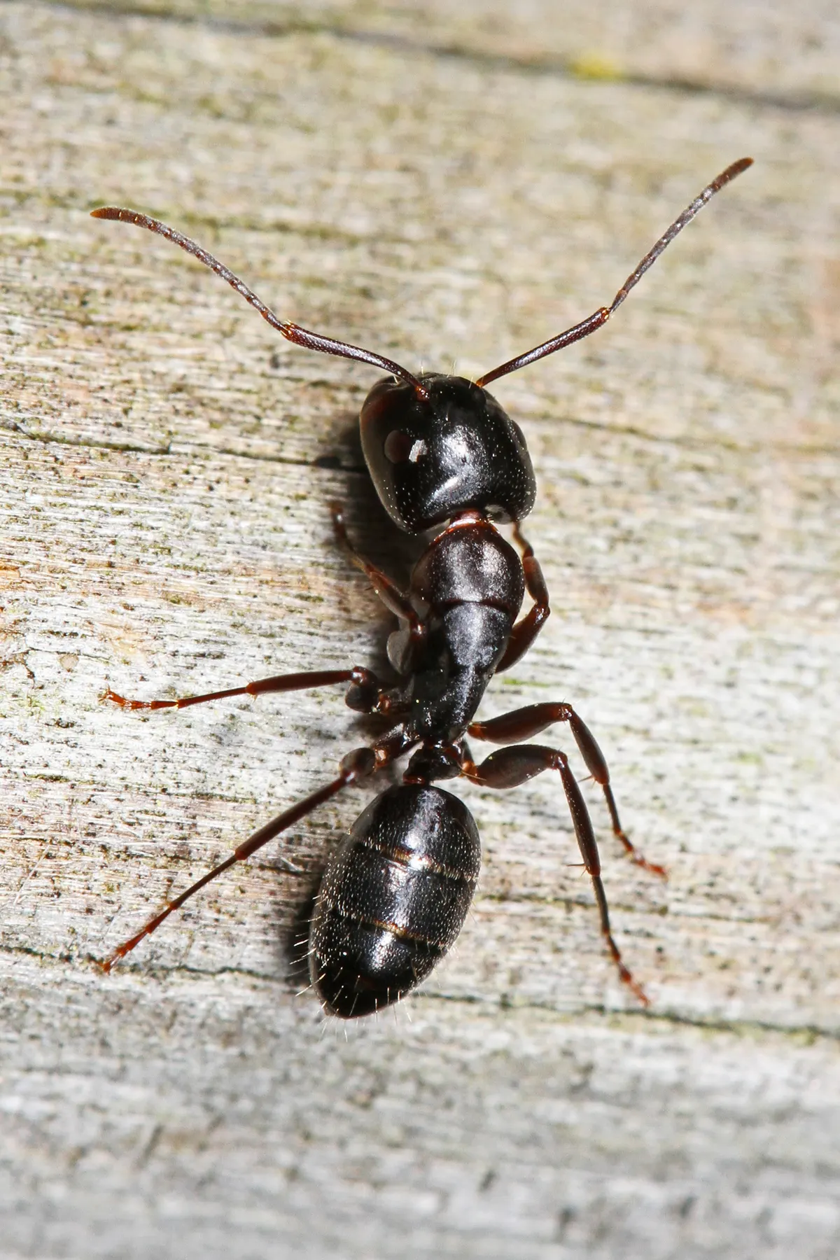 A black carpenter ant on weathered wood
