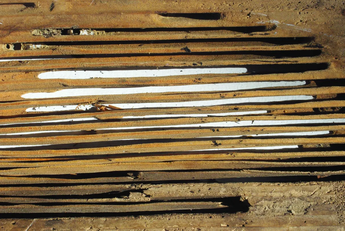 A wooden board hollowed out by carpenter ants into clean, smooth parallel tunnels