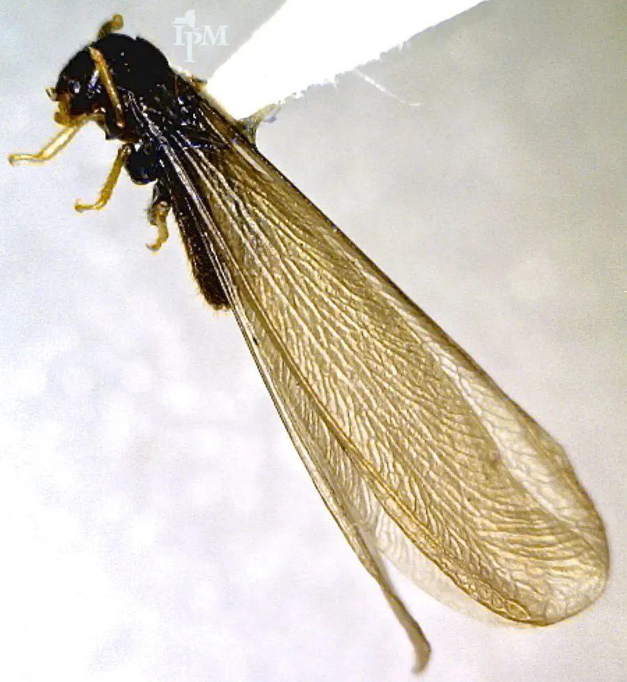A dark winged termite swarmer with long, equal-length translucent wings