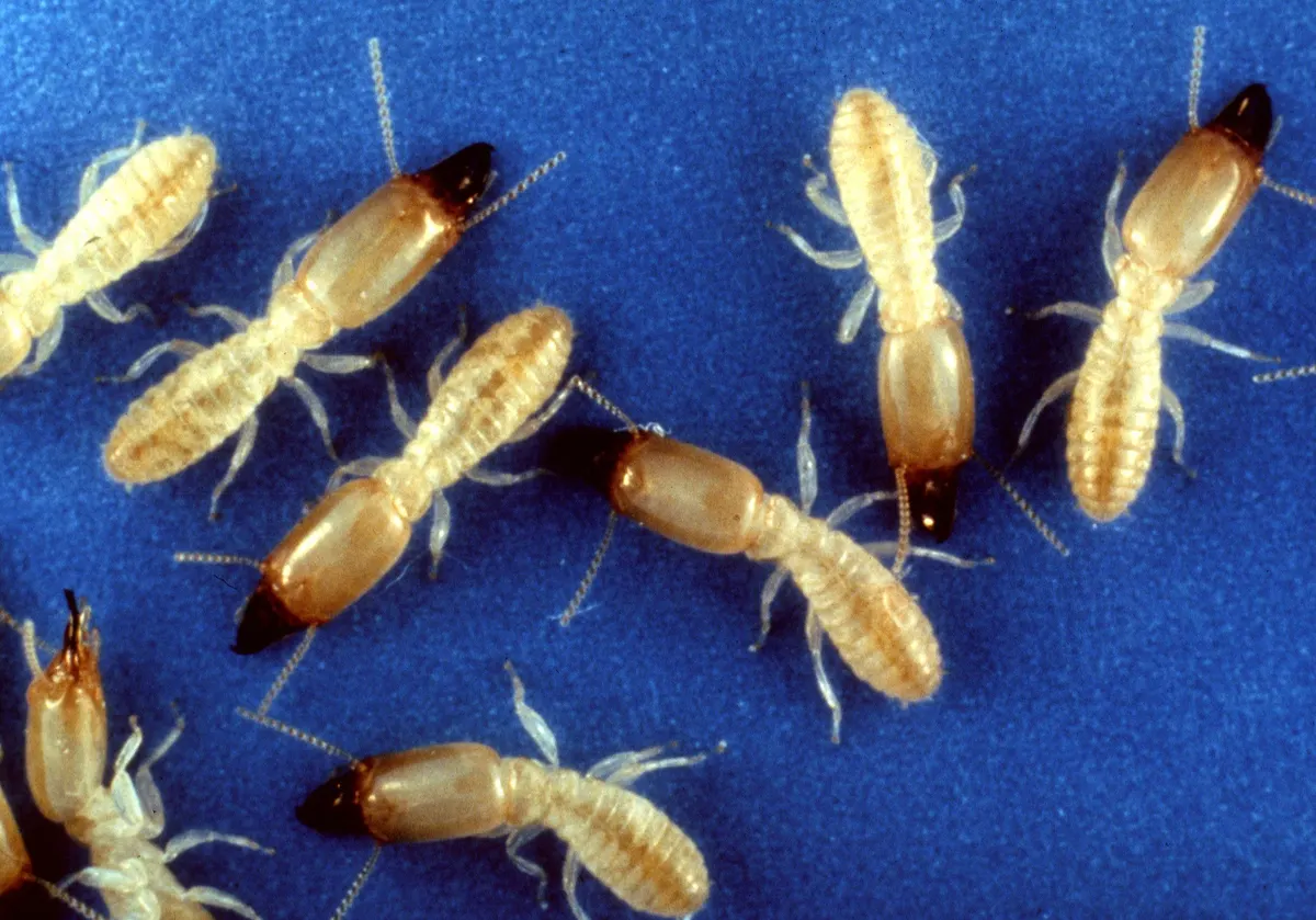 A group of pale eastern subterranean termite soldiers with orange-brown heads