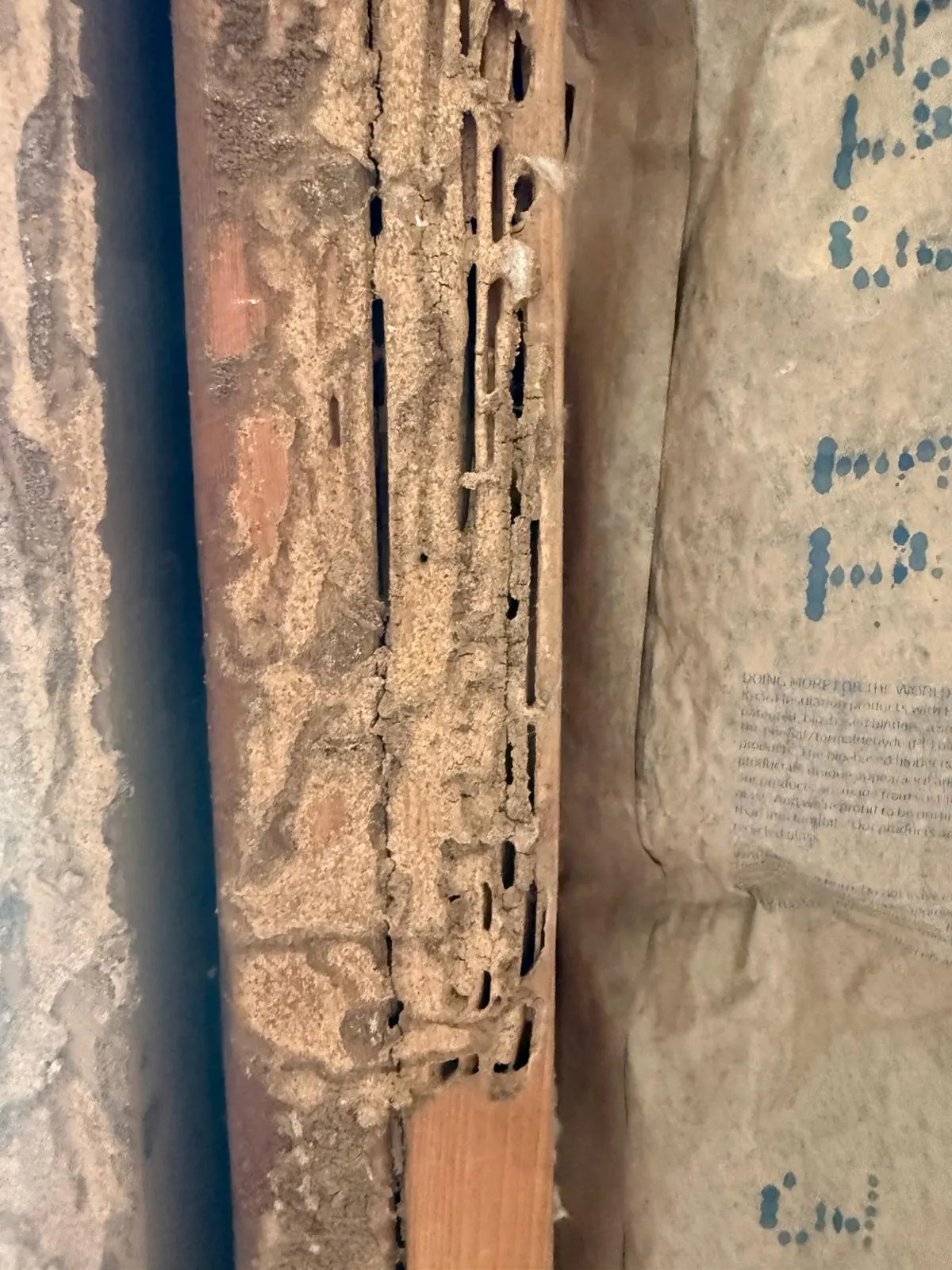 Close-up of soil-packed termite tunnels running along the grain of a wooden stud