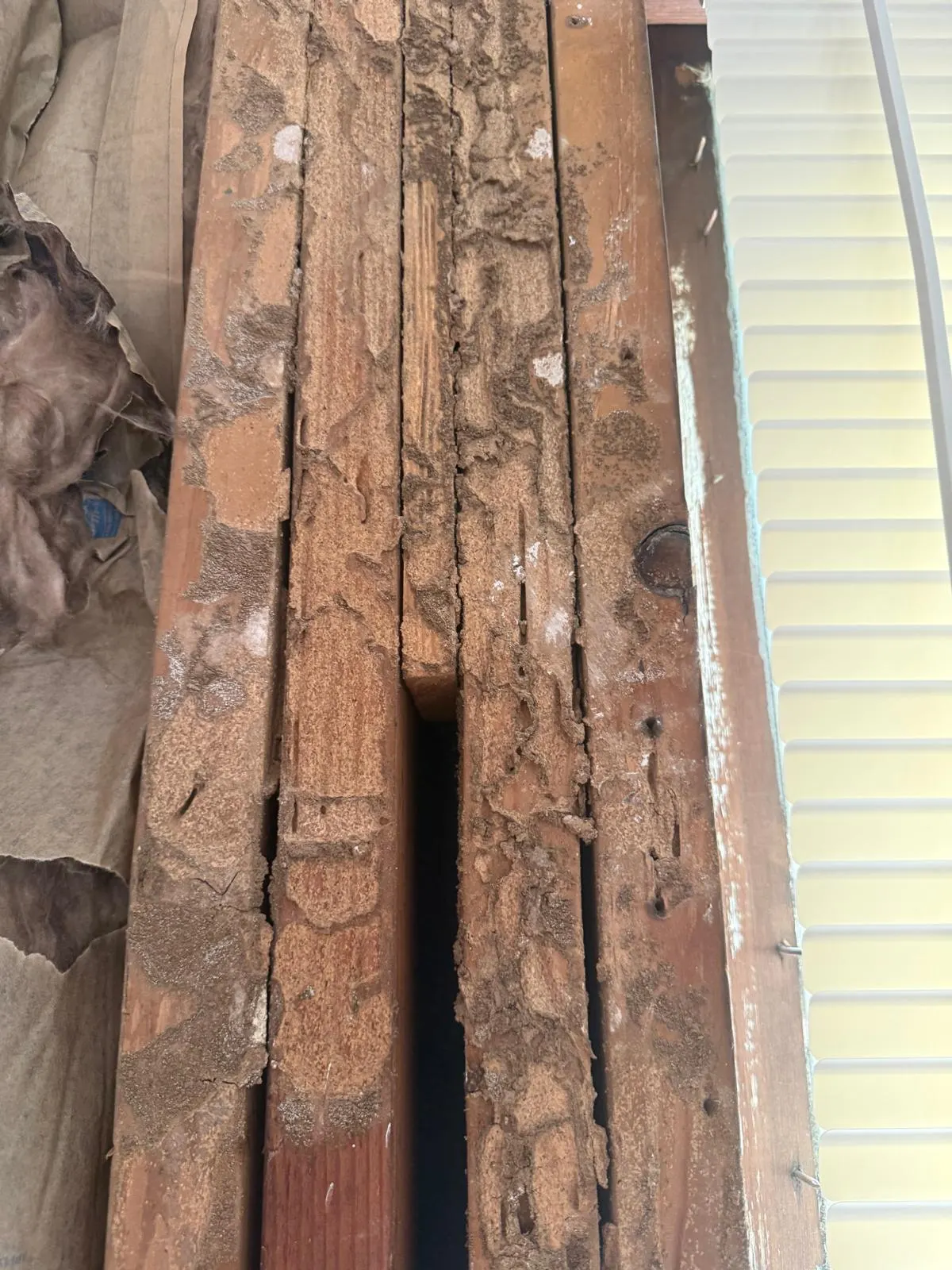 Several adjacent wall studs with extensive termite tunnelling