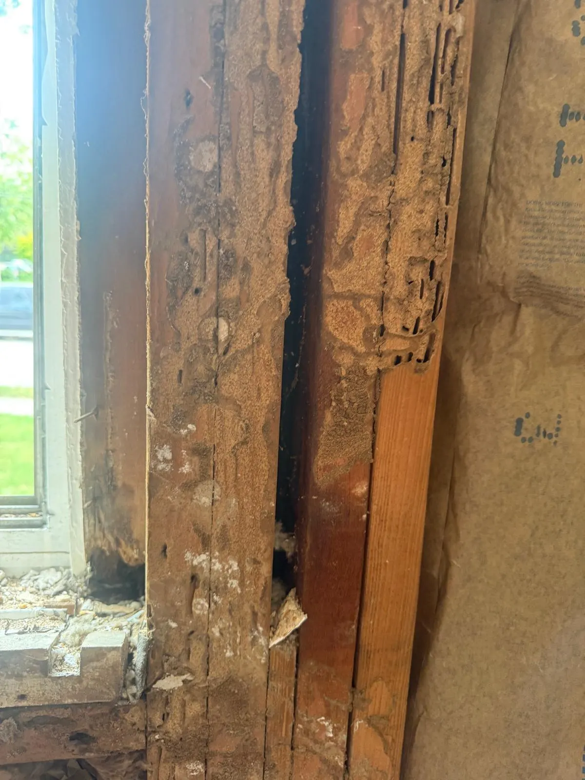 Termite-damaged wood framing beside a window, exposed during renovation